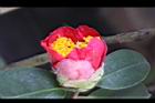 Camellia sp11.JPG